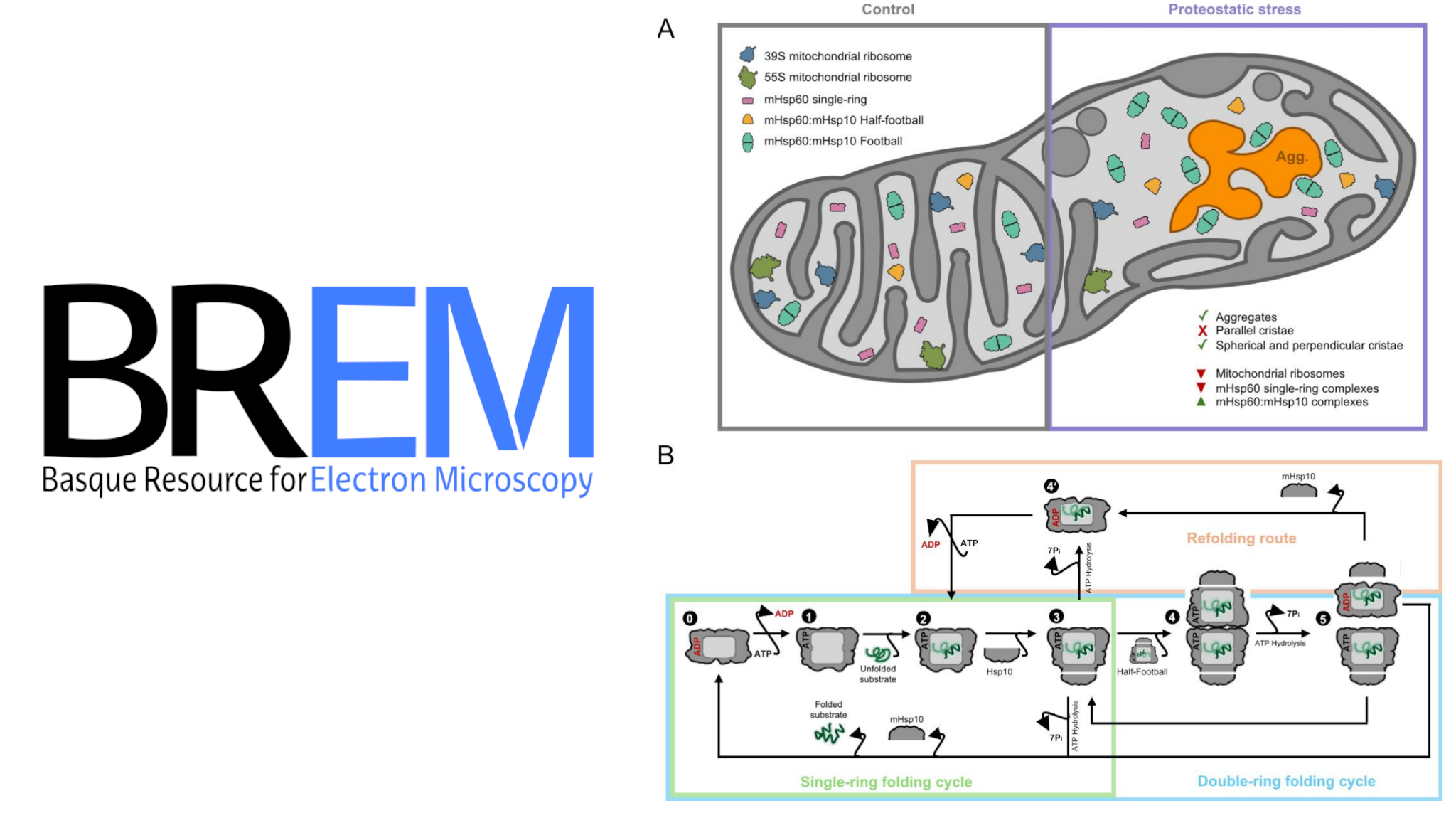 New Preprint Reveals Mitochondrial Proteostasis Mechanisms Using Cryo-EM Data from BREM
