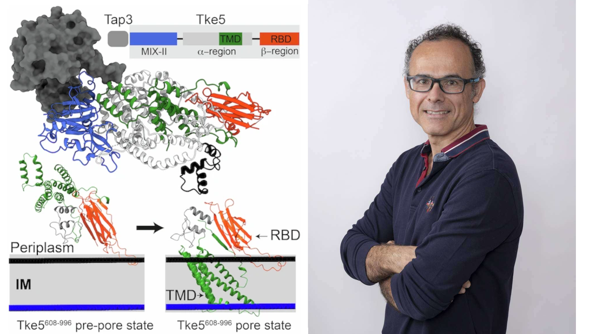 A bacteria ally of crops reveals its “secret weapon” against plant pathogens