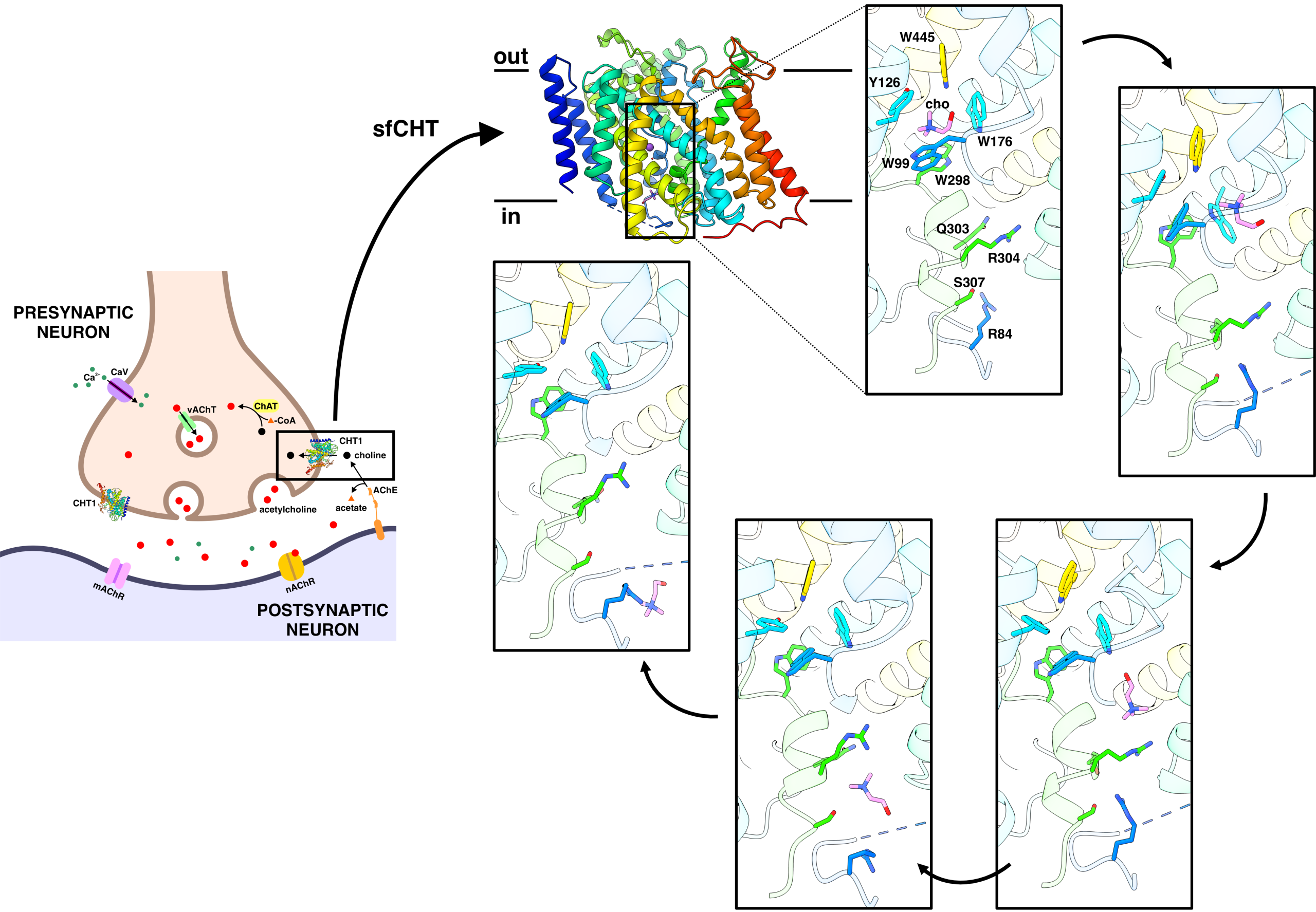 A key discovery reveals how neurons recycle a nutrient essential for brain communication