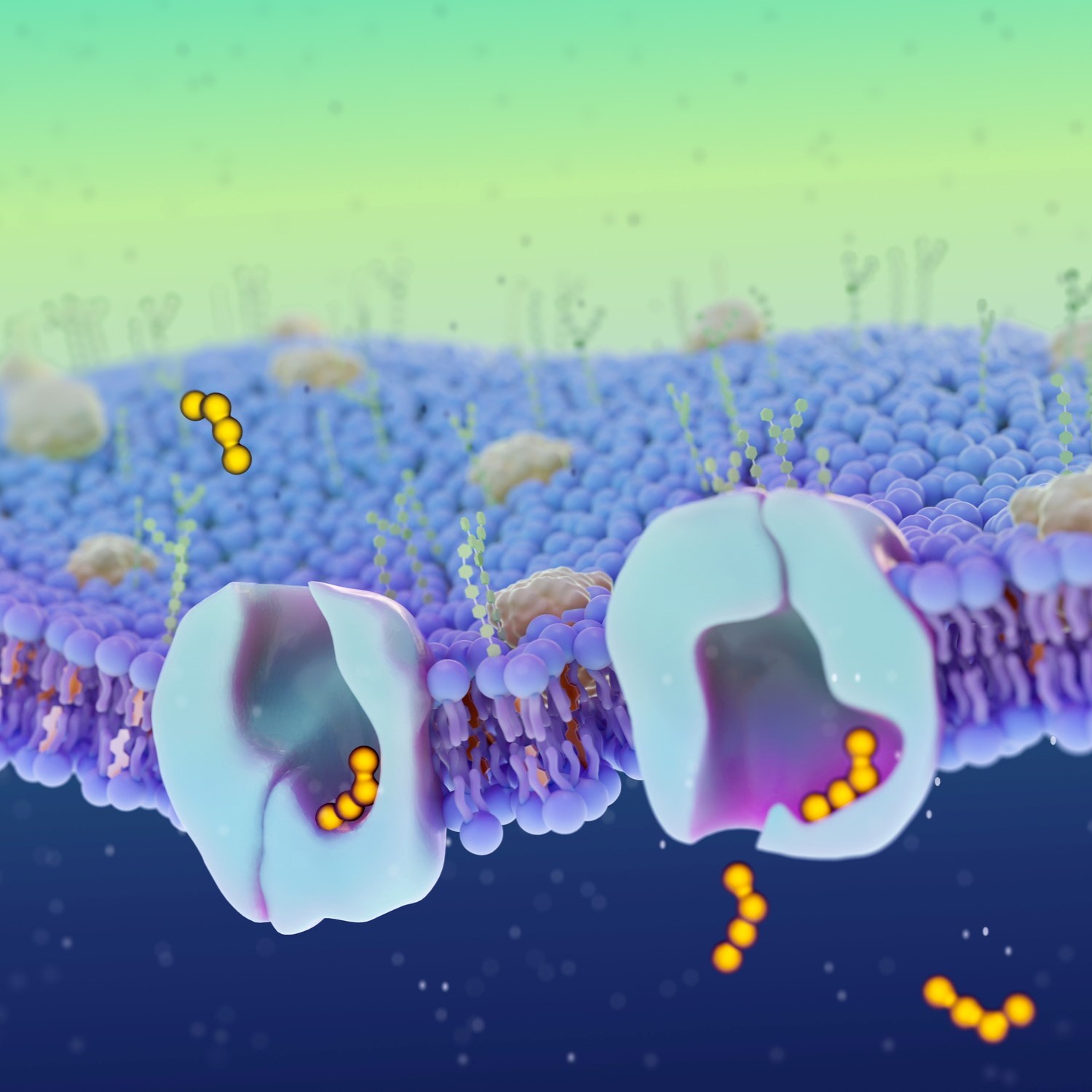 Membrane Transport Mechanisms
