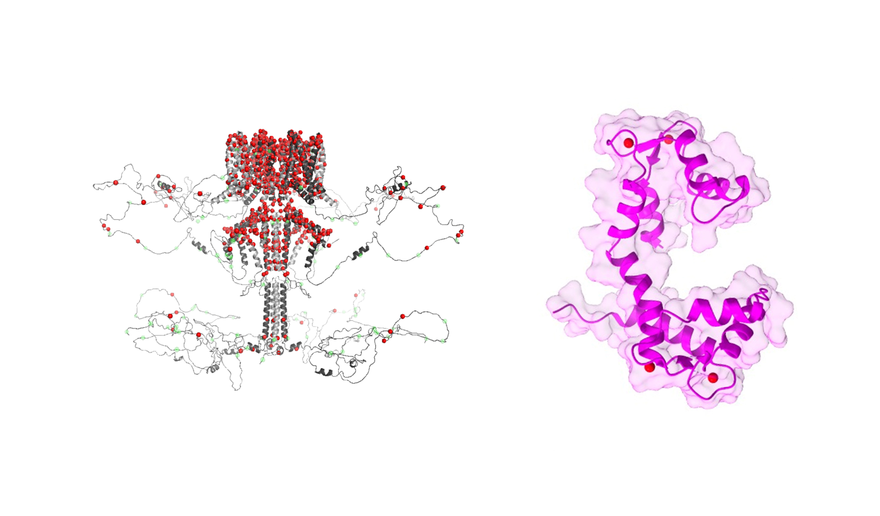 May 24: National Epilepsy Day. A molecular key that protects the brain: how the Biofisika Institute is researching neonatal epilepsy
